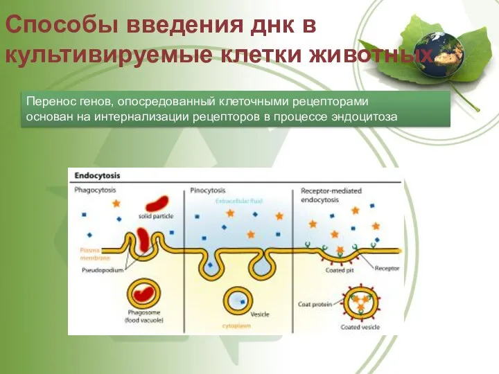 Способы введения днк в культивируемые клетки животных Перенос генов, опосредованный клеточными