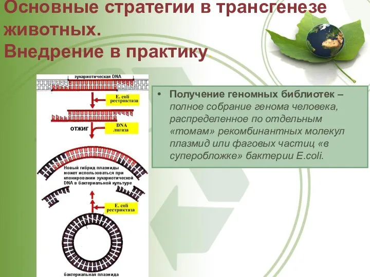 Получение геномных библиотек – полное собрание генома человека, распределенное по отдельным