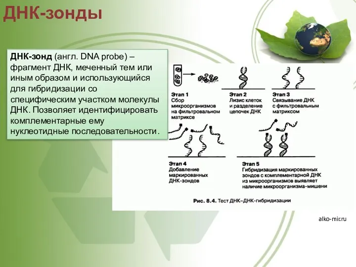 ДНК-зонды alko-mir.ru ДНК-зонд (англ. DNA probe) – фрагмент ДНК, меченный тем