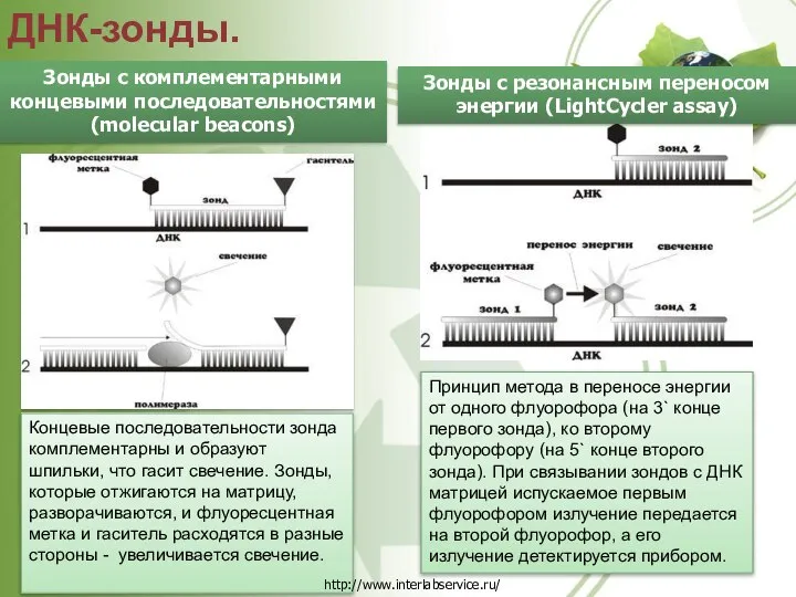 ДНК-зонды. Зонды с комплементарными концевыми последовательностями (molecular beacons) Зонды с резонансным