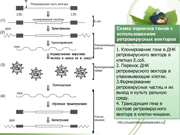 Схема переноса генов с использованием ретровирусных векторов 1. Клонирование гена в