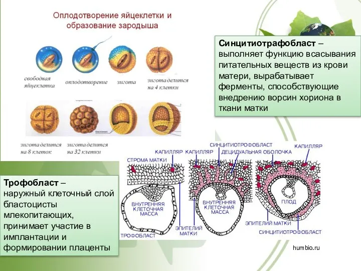 humbio.ru Трофобласт – наружный клеточный слой бластоцисты млекопитающих, принимает участие в