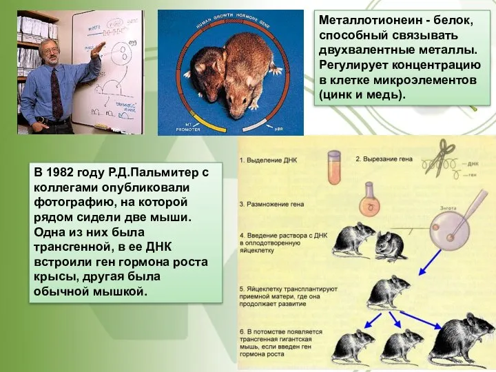 В 1982 году Р.Д.Пальмитер с коллегами опубликовали фотографию, на которой рядом