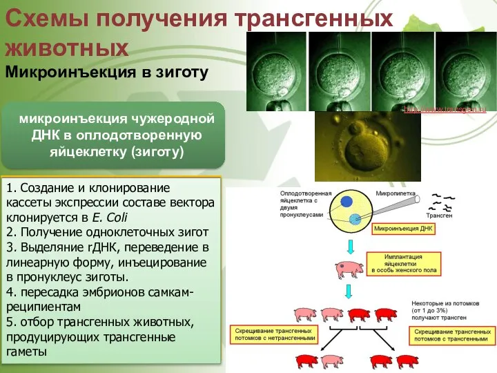 Схемы получения трансгенных животных Микроинъекция в зиготу микроинъекция чужеродной ДНК в