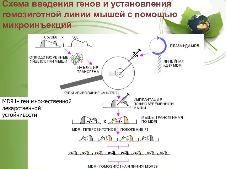 Схема введения генов и установления гомозиготной линии мышей с помощью микроинъекций MDR1- ген множественной лекарственной устойчивости