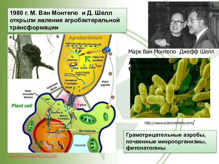 http://commons.wikimedia.org 1980 г. М. Ван Монтегю и Д. Шелл открыли явление