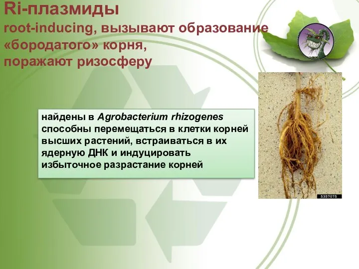 Ri-плазмиды root-inducing, вызывают образование «бородатого» корня, поражают ризосферу найдены в Agrobacterium