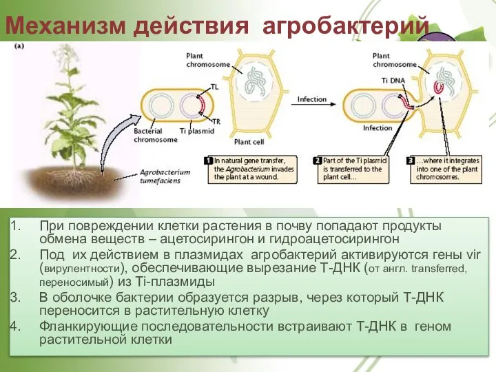 Механизм действия агробактерий При повреждении клетки растения в почву попадают продукты