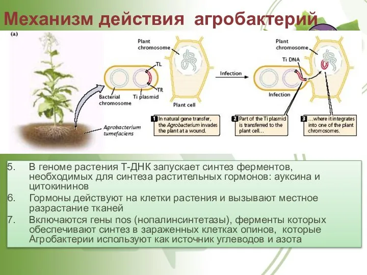 Механизм действия агробактерий В геноме растения Т-ДНК запускает синтез ферментов, необходимых