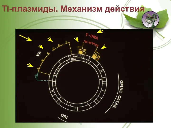 Ti-плазмиды. Механизм действия