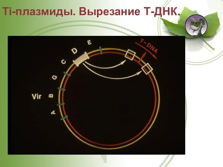 Ti-плазмиды. Вырезание Т-ДНК.