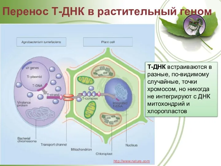 Перенос Т-ДНК в растительный геном http://www.nature.com Т-ДНК встраиваются в разные, по-видимому