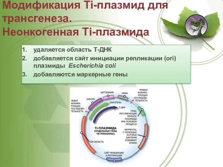 Модификация Ti-плазмид для трансгенеза. Неонкогенная Ti-плазмида удаляется область Т-ДНК добавляется сайт