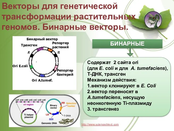 Векторы для генетической трансформации растительных геномов. Бинарные векторы. БИНАРНЫЕ Содержат 2