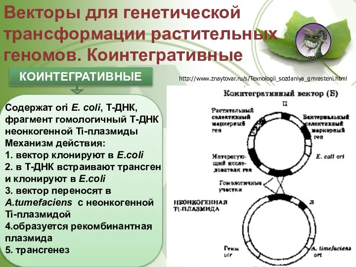 Векторы для генетической трансформации растительных геномов. Коинтегративные КОИНТЕГРАТИВНЫЕ Содержат ori Е.