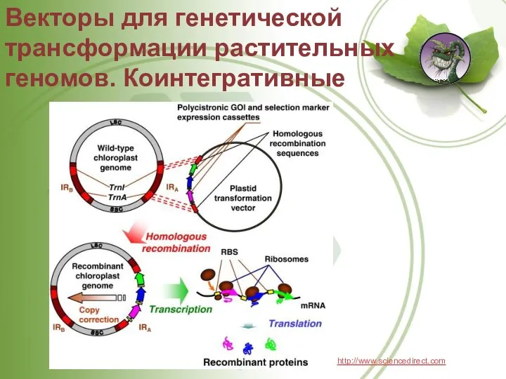 Векторы для генетической трансформации растительных геномов. Коинтегративные http://www.sciencedirect.com