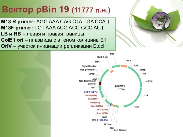 Вектор pBin 19 (11777 п.н.) M13 R primer: AGG AAA CAG