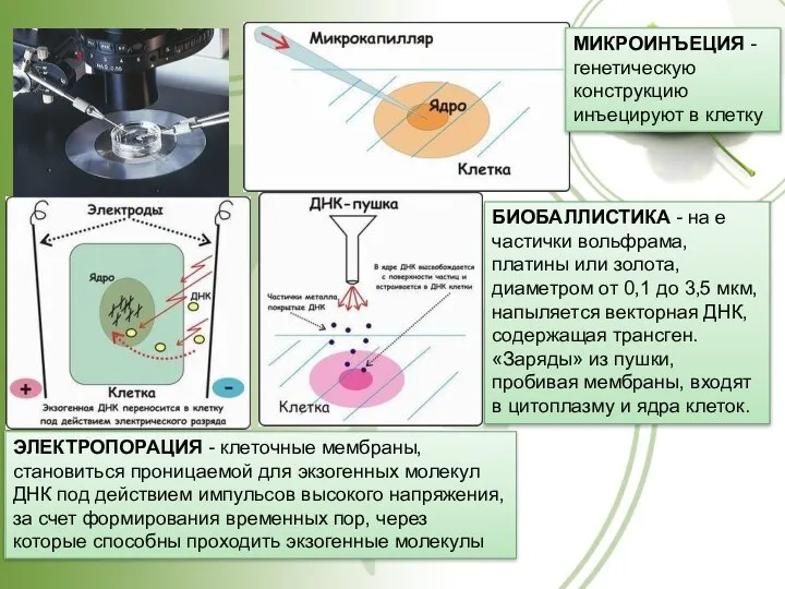 ЭЛЕКТРОПОРАЦИЯ - клеточные мембраны, становиться проницаемой для экзогенных молекул ДНК под