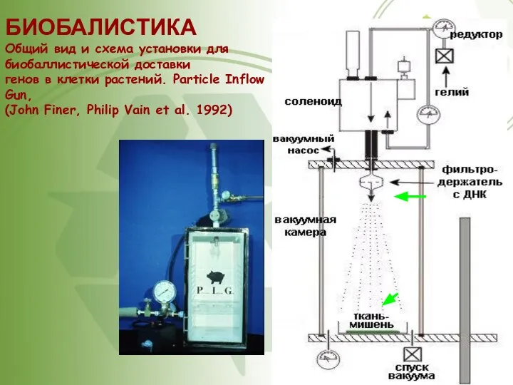 БИОБАЛИСТИКА Общий вид и схема установки для биобаллистической доставки генов в