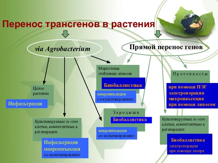 via Agrobacterium Перенос трансгенов в растения Целое растение Инфильтрация Культивируемые in