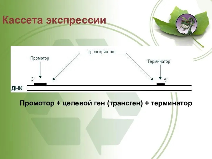 Кассета экспрессии Промотор + целевой ген (трансген) + терминатор