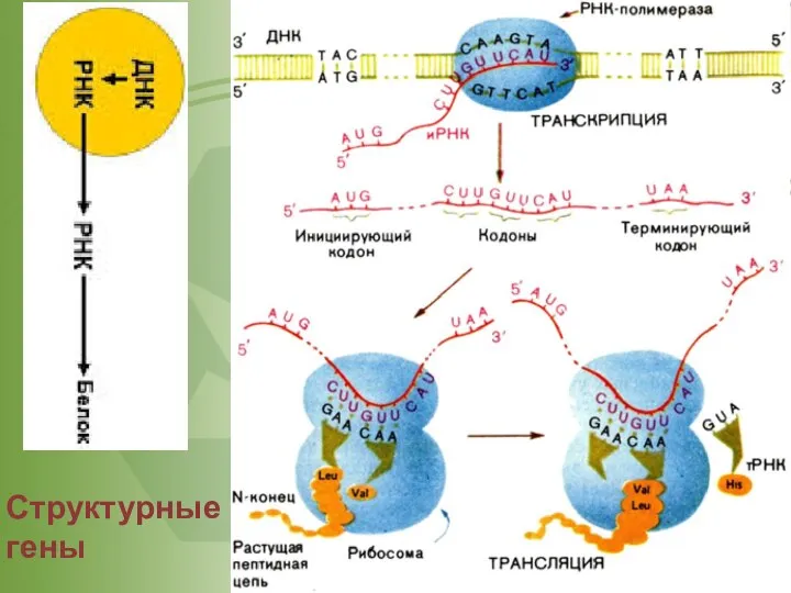 Структурные гены