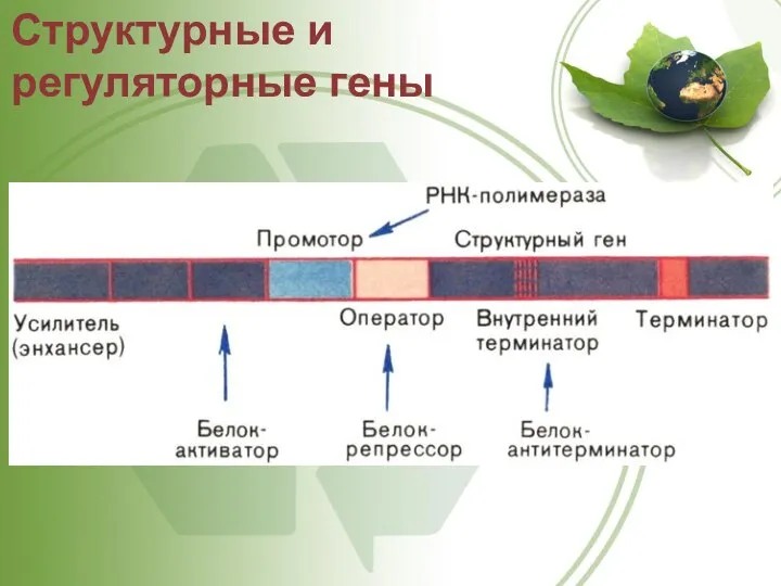 Структурные и регуляторные гены