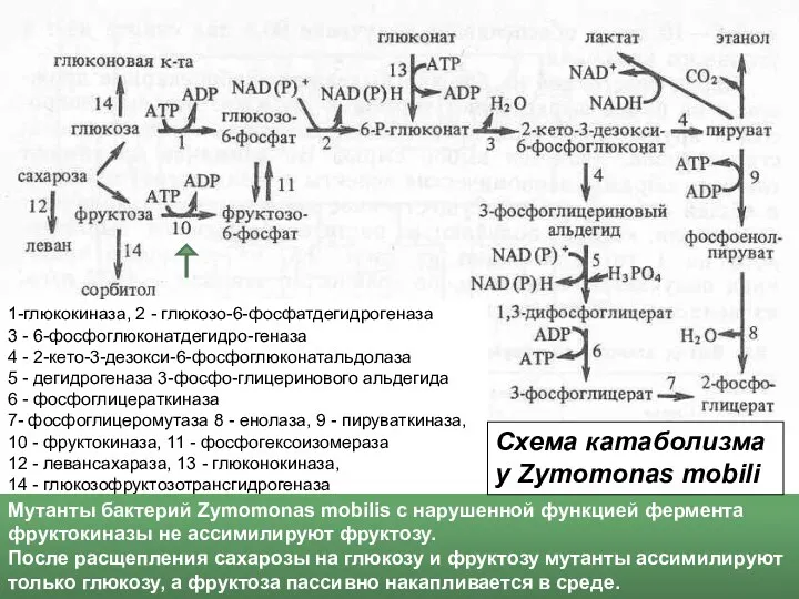 1-глюкокиназа, 2 - глюкозо-6-фосфатдегидрогеназа 3 - 6-фосфоглюконатдегидро-геназа 4 - 2-кето-3-дезокси-6-фосфоглюконатальдолаза 5