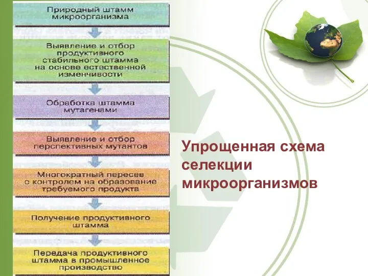 Упрощенная схема селекции микроорганизмов