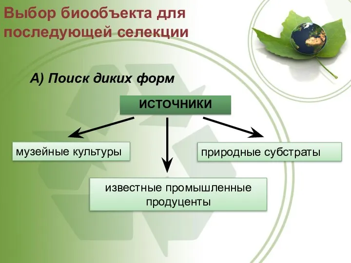 Выбор биообъекта для последующей селекции А) Поиск диких форм ИСТОЧНИКИ музейные