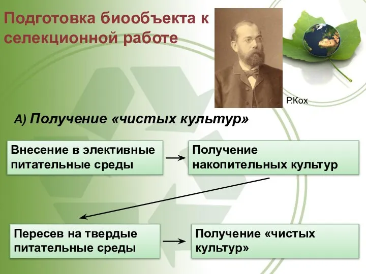 Подготовка биообъекта к селекционной работе А) Получение «чистых культур» Получение накопительных