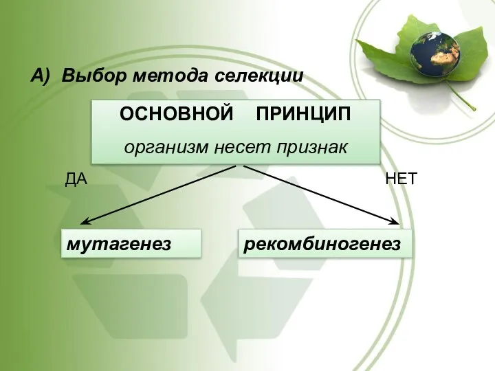 А) Выбор метода селекции ОСНОВНОЙ ПРИНЦИП организм несет признак ДА НЕТ мутагенез рекомбиногенез