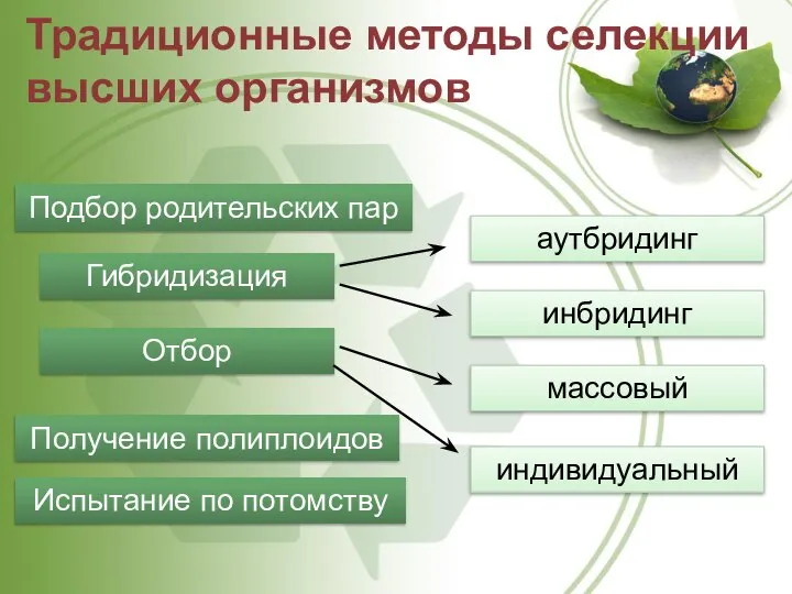 Подбор родительских пар Традиционные методы селекции высших организмов Гибридизация Отбор Получение