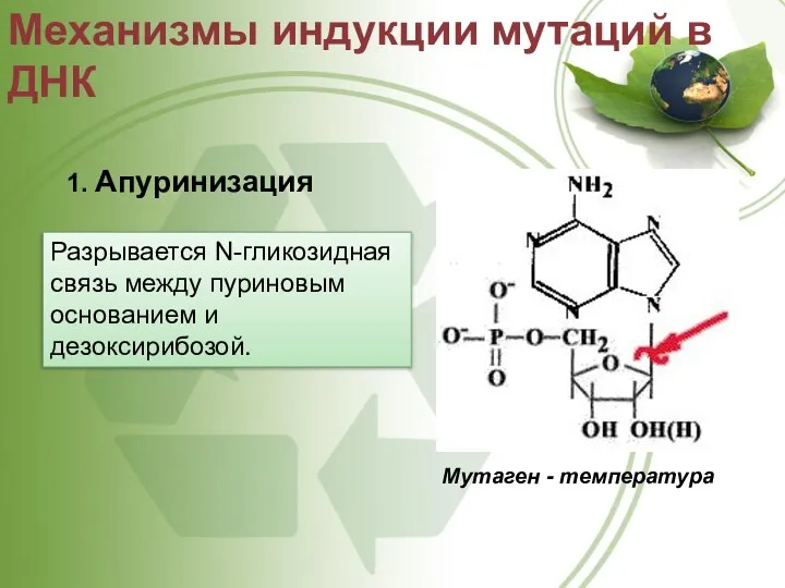 1. Апуринизация Механизмы индукции мутаций в ДНК Мутаген - температура Разрывается