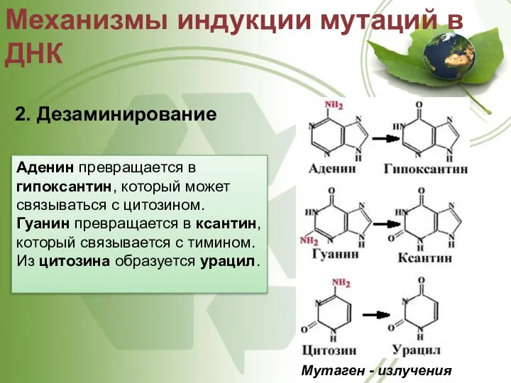 2. Дезаминирование Механизмы индукции мутаций в ДНК Мутаген - излучения Аденин