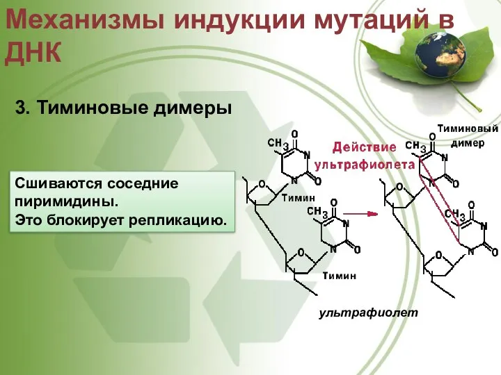 3. Тиминовые димеры Механизмы индукции мутаций в ДНК ультрафиолет Сшиваются соседние пиримидины. Это блокирует репликацию.