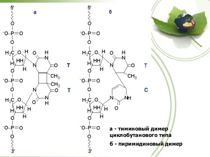 а - тиминовый димер циклобутанового типа б - пиримидиновый димер