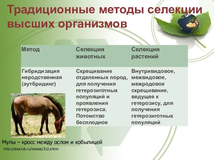 Мулы – кросс между ослом и кобылицей http://zooclub.ru/horses/312.shtml Традиционные методы селекции высших организмов