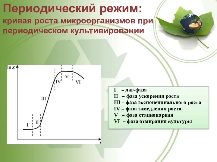 I – лаг-фаза II – фаза ускорения роста III – фаза