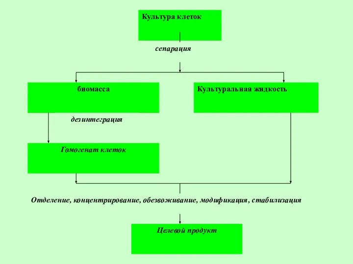 III. Стадия получения продукта стадия биотехнологического процесса на которой достигается решение биотехнологической задачи