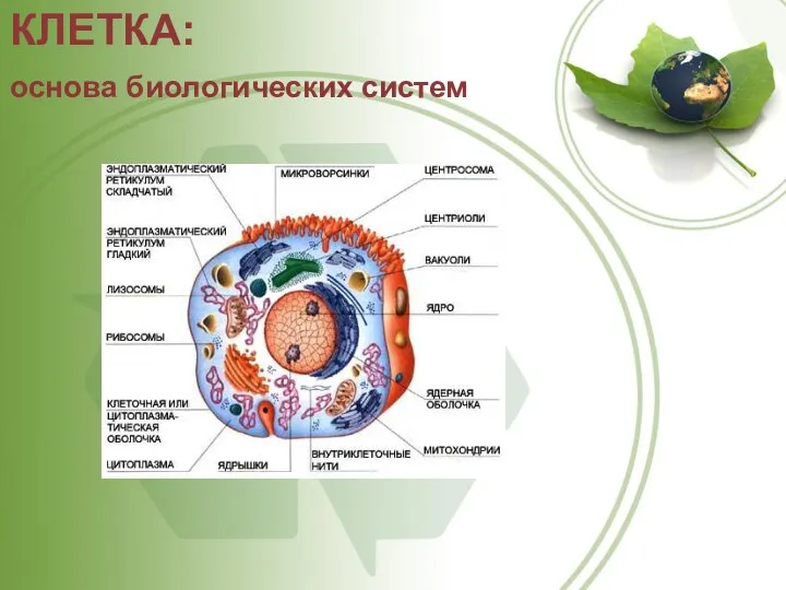 КЛЕТКА: основа биологических систем