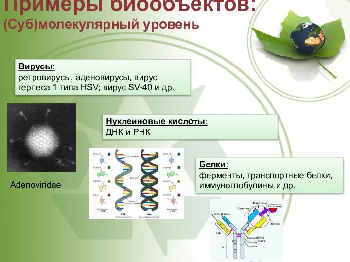 Примеры биообъектов: (Суб)молекулярный уровень Вирусы: ретровирусы, аденовирусы, вирус герпеса 1 типа