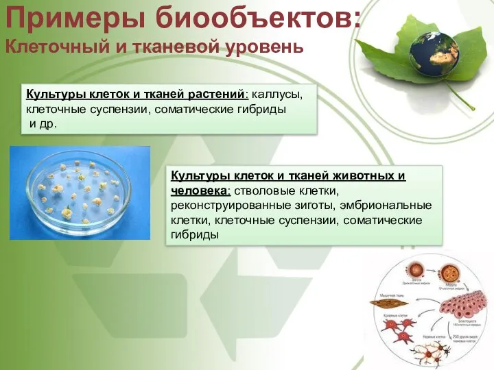 Примеры биообъектов: Клеточный и тканевой уровень Культуры клеток и тканей растений: