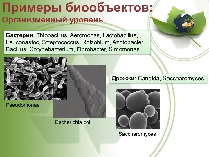 Примеры биообъектов: Организменный уровень Бактерии: Thiobacillus, Aeromonas, Lactobacillus, Leuconastoc, Streptococcus, Rhizobium,