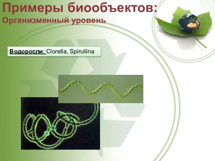 Примеры биообъектов: Организменный уровень Водоросли: Clorella, Spirullina