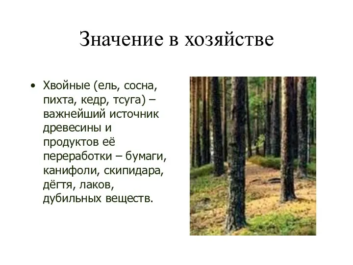 Значение в хозяйстве Хвойные (ель, сосна, пихта, кедр, тсуга) – важнейший