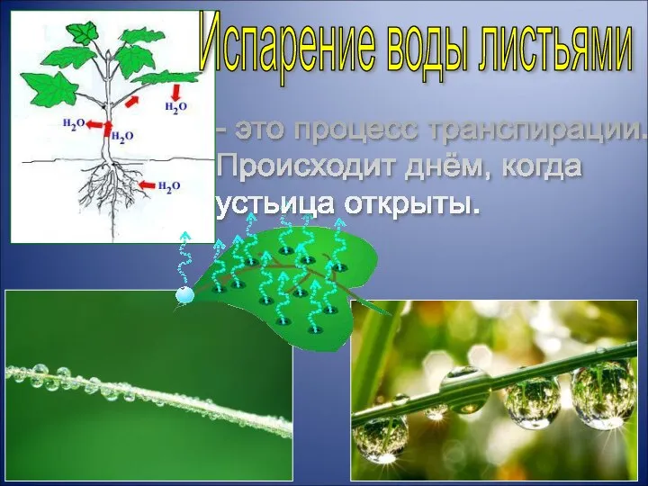 Испарение воды листьями - это процесс транспирации. Происходит днём, когда устьица открыты.