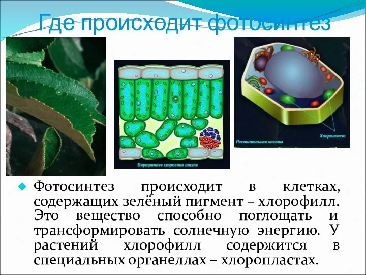 Где происходит фотосинтез Фотосинтез происходит в клетках, содержащих зелёный пигмент –