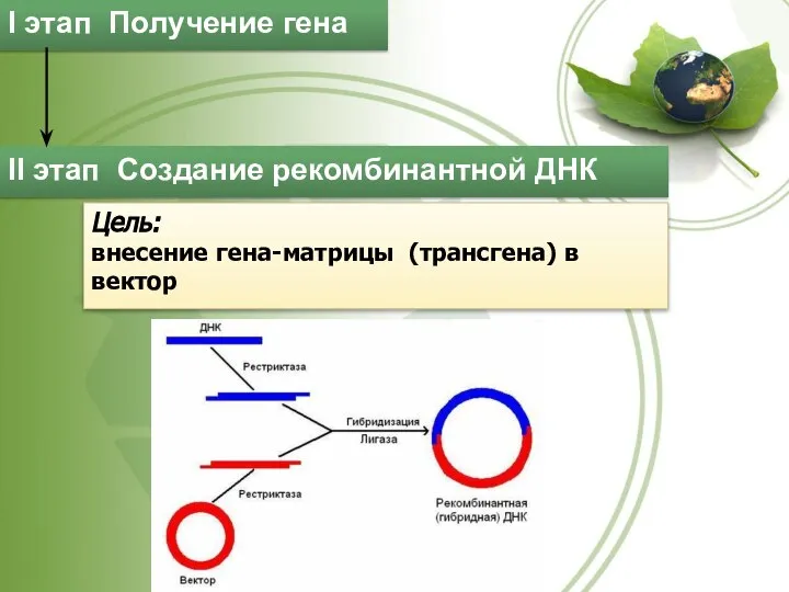 I этап Получение гена II этап Создание рекомбинантной ДНК Цель: внесение гена-матрицы (трансгена) в вектор
