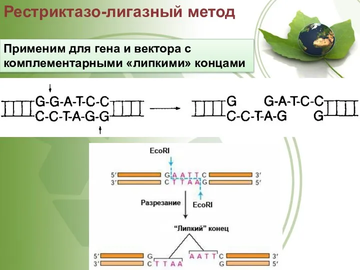 Применим для гена и вектора с комплементарными «липкими» концами Рестриктазо-лигазный метод